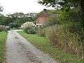 Ornamental grasses at Blackbrook Farm - geograph.org.uk - 1546097.jpg