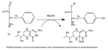 Reaction catalyzed by PAH.