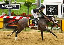 A dark brown race horse and jockey crossing the finish line at Pimlico racetrack