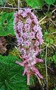 Purple inflorescence Common butterbur whose leaves can measure up to 80 centimeters in diameter