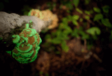 A sequence of three pictures showing the effect of shining a light on a cluster of fan-shaped mushrooms growing on a log. When the lights hits the mushroom cluster, it glows green; when the light is moved away, the glow disappears.