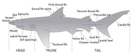 Drawing of a shark labeling major anatomical features, including mouth, snout, nostril, eye, spiracle, dorsal fin spine, caudal keel, clasper, labial furrows, gill openings, precaudal pit and fins: first and second dorsal, anal, pectoral, caudal and pelvic