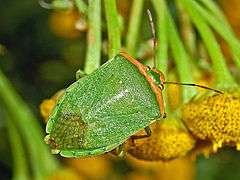 Nezara viridula f. torquate