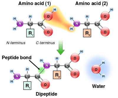 Two amino acids are shown next to each other. One loses a hydrogen and oxygen from its carboxyl group (COOH) and the other loses a hydrogen from its amino group (NH2). This reaction produces a molecule of water (H2O) and two amino acids joined by a peptide bond (-CO-NH-). The two joined amino acids are called a dipeptide.