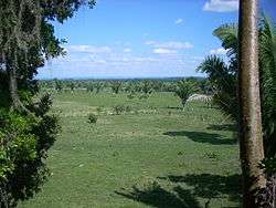 View across a flat grassy plain dotted with palm trees