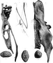 Gizzard stone, and pelvic and wishbones