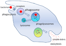 A cartoon that depicts the engulfment of a single bacterium, its passage through a cell where it is digested and released as debris.