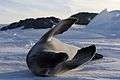 Phoque crabier - Crabeater Seal.jpg