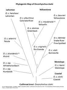 Drawing of Phylogenetic evolution map for cutthroat trout