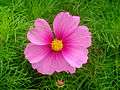 Pink cosmos 03481.jpg