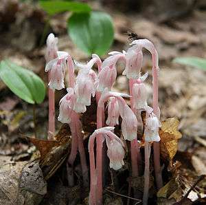 Photograph of a dense cluster of plants.