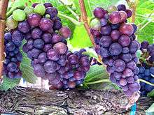 Pinot noir grapes ripening in Martaella Vineyards.