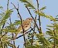 Pipit Bushveld 2012 04 25 11 10 24 7805.jpg