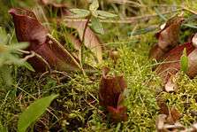 Carnivorous plant getting ready to bloom found in Minnesota at Lake Bemidji State Park.