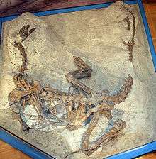 Photograph of the dinosaur skeleton in dorsal view. It is partly embedded in rock, so that all bones are in the position they were found in. The animal rests on its belly, neck and tail curving so that the overall shape is almost a U, with the limbs folded and spread widely, while its right arm is buried under the trunk, and the left upper arm extends outwards. The left lower arm cannot be seen, because it points down into the sediment. The ribcage is partly torn, and the ribs and gastral ribs are scattered, but the backbone is intact. The tail shows a gap where bones were destroyed during discovery.