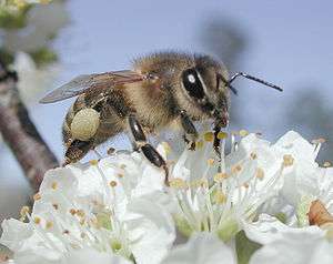 Plumpollen0060.jpg