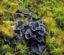 A specimen found on Moresby Island, Haida Guaii