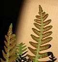 Underside of a fertile frond of Polypodium virginianum.