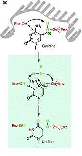 Potential mechanism