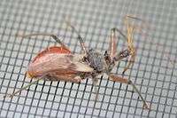 An assassin bug walking on a fine metal mesh.