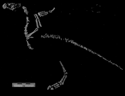 The fossil of a bird-like animal on a black background. A foot, tail, and upper body are present. The head has a large beak while the arm bones are folded over to look like a bird's wings.