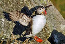 A puffin spreads its wings.