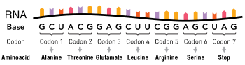 An RNA molecule consisting of nucleotides. Groups of three nucleotides are indicated as codons, with each corresponding to a specific amino acid.