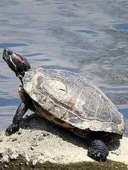 A Red-eared slider turtle at the river