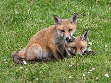 The red fox is common in Ireland.