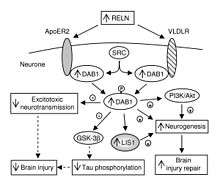 A representation of the Reelin pathway.