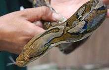 Reticulated python at the green connection aquarium.