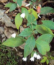 Drawing of a stick with leaves and small, white, flowers.