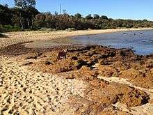 Photograph of dog on the rocks at Ricketts Point