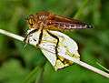 Robber Fly with a Grass Yellow W IMG 2660.jpg