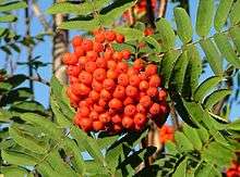 bunch of red berries