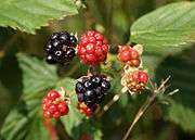 Cluster of ripe berries on a bramble stem