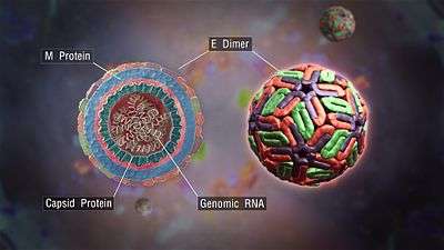 a 3d medical animation still shot of a dengue virus with cross section showing structural components