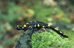 Salamandra salamandra (Marek Szczepanek).jpg