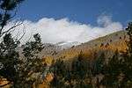 Aspens and snow-capped mountains in late fall.