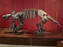 brown skeleton of a quadruped