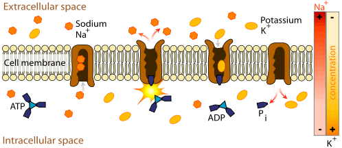 An image of the cell membrane lipid bilayer with the sodium-potassium ATPase enzyme keeping potassium inside and the sodium out. This process requires the energy molecule ATP.