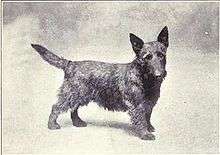 "A drawing of a dog resembling a modern Scottish Terrier."