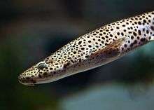 photo of a nursehound in a public aquarium