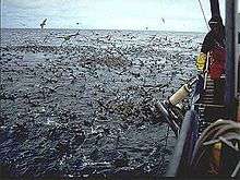 Photo of thousands of birds feeding at water surface next to fishing boat