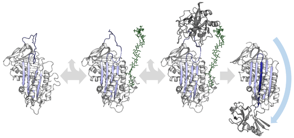  Diagram of serpin activation by heparin