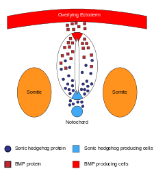 morphogens that pattern the dorsoventral axes of the neural tube