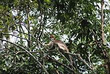 Side view of a Ugandan red colobus showing its colouration of red cap, dark grey back and pale grey sides