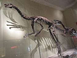 Mounted skeletons