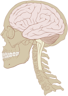  The Central Nervous System of Humans