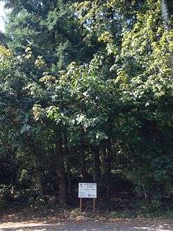 North Creek Forest in Bothell, WA